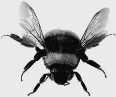 a picture of a bumblebee flying lazily